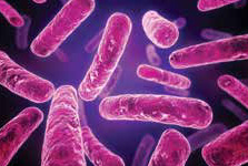 E coli image